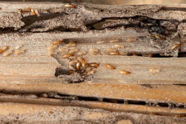 Best Cockroach Control Services  in Dupont, WA